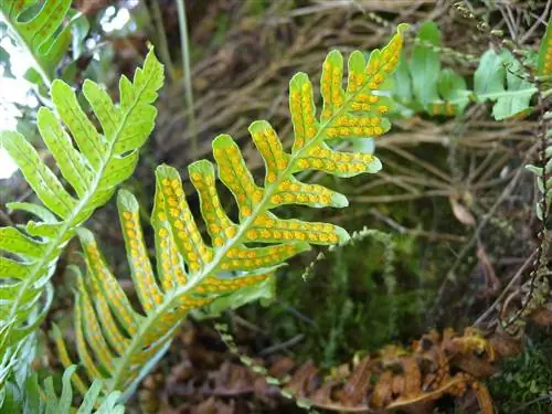 Сорусы Polypodium vulgaris округлые.