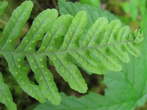 Листья Polypodium vulgare перистые.