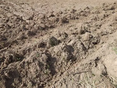 С помощью альмокафра вы можете легко удалить землю