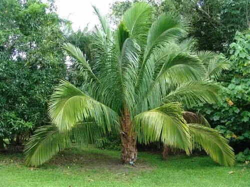 Beccariophoenix alfredii - пальма с перистыми листьями.