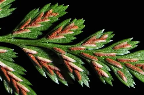 Asplenium adiantum nigrum - папоротник.