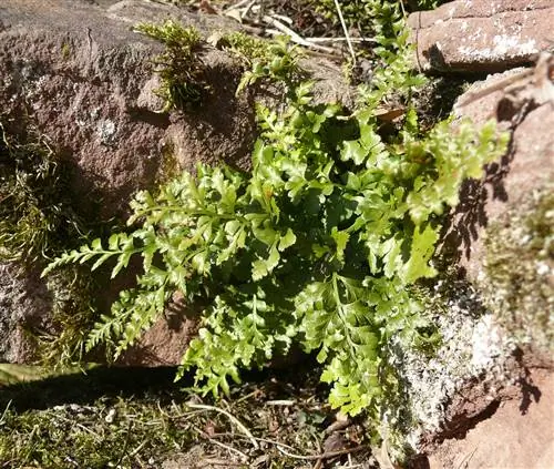 Черный адиантум (Asplenium adiantum-nigrum)