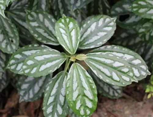Крупный план листьев Pilea cadierei