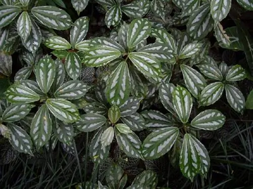 Pilea cadierei в саду