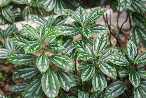 Алюминиевый завод (Pilea cadierei)