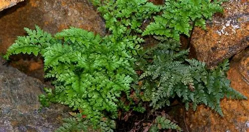папоротник под названием Asplenium billotii