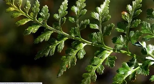 зеленая и влажная ветвь Asplenium billotii