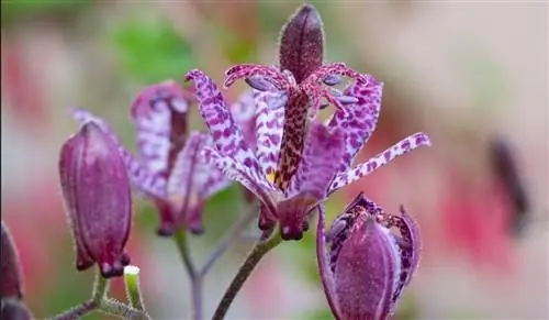 цветы растения Tricyrtis hirta в полный рост