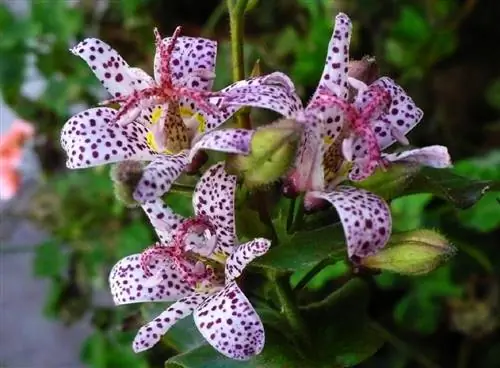 Жаба лилия (Tricyrtis hirta)