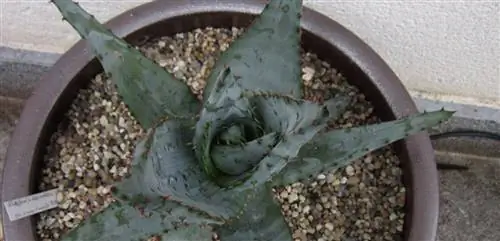 Aloe marlothii epqueno size в горшке