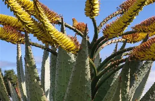 Горное алоэ (Aloe marlothii)
