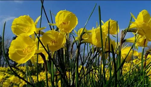 Трубная медуза (Narcissus bulbocodium)