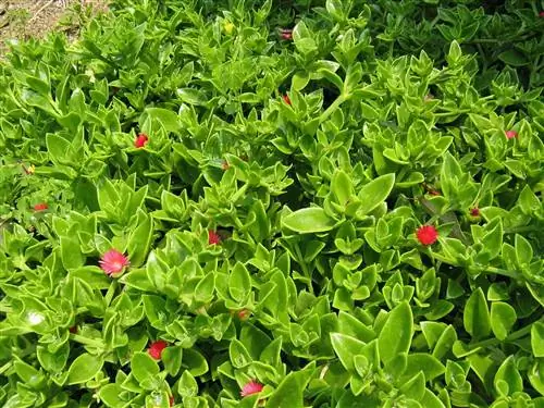Aptenia cordifolia, роса или иней Aptenia cordifolia, роса или иней