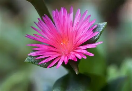 Подробные листья и цветок Aptenia cordifolia Подробные листья и цветок Aptenia cordifolia