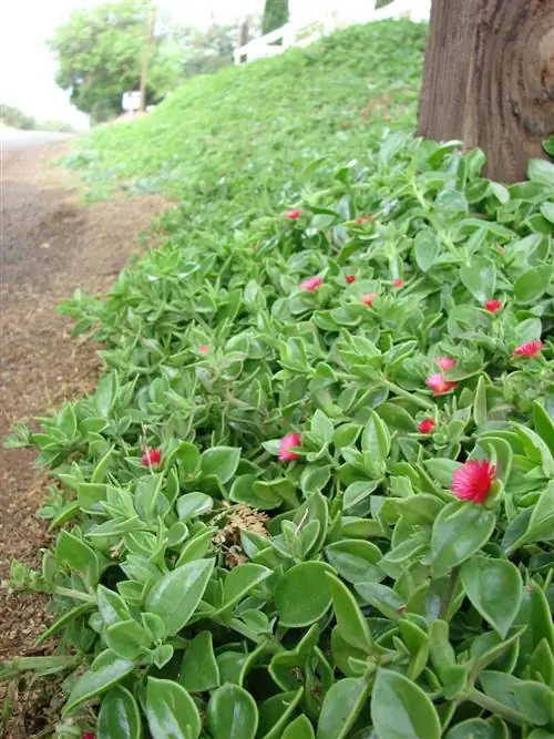 Aptenia cordifolia используется как почвопокровное растение. Aptenia cordifolia используется как почвопокровное растение.