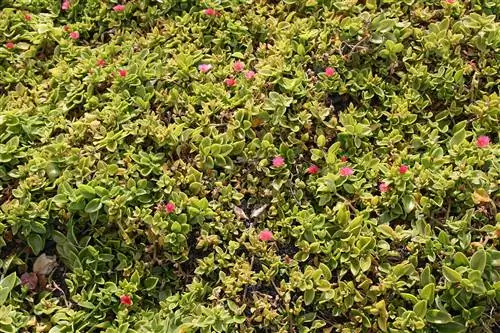 Aptenia cordifolia желтеет из-за недостатка воды Aptenia cordifolia желтеет из-за недостатка воды