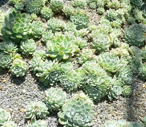 Echeveria elegans - быстрорастущий суккулент.