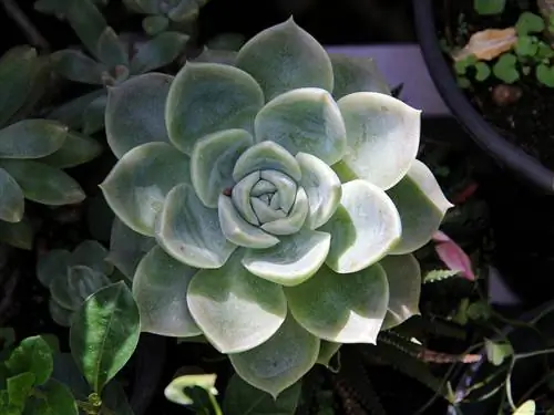Echeveria elegans - очень декоративный суккулент.