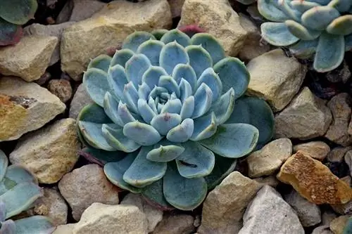 Алебастровая роза (Echeveria elegans)