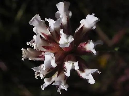 крупным планом изображение цветка, имя которого Dorycnium pentaphyllum