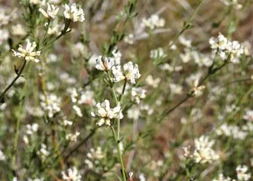 крупным планом изображение некоторых белых цветов под названием Dorycnium pentaphyllum
