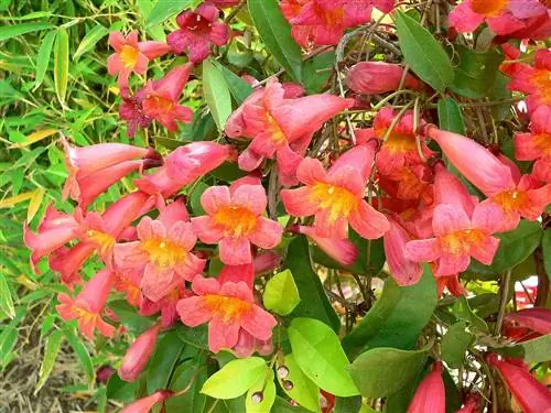 Bignonia capreolata - растение с красными цветками. Bignonia capreolata - растение с красными цветками.