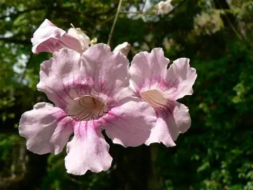Podranea ricasoliana имеет розовые цветки. Podranea ricasoliana имеет розовые цветки.