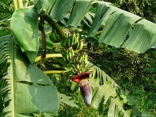 Musa paradisiaca - красивое банановое дерево.