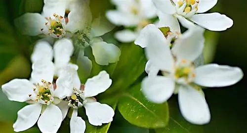 Мексиканский апельсин (Choisya ternata)