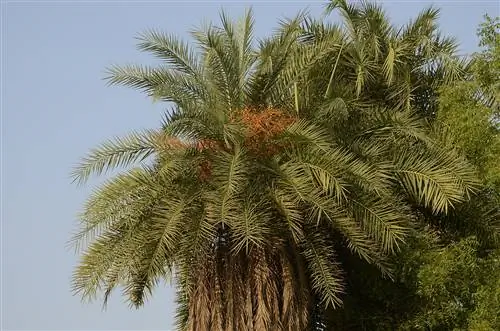 Phoenix sylvestris - одноствольная пальма. Phoenix sylvestris - одноствольная пальма.