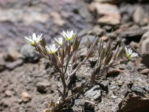 Arenaria nevadensis - эндемичное растение Испании. Arenaria nevadensis - эндемичное растение Испании.