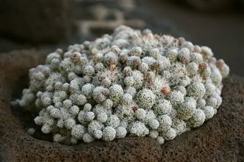 Образец Mammillaria vetula