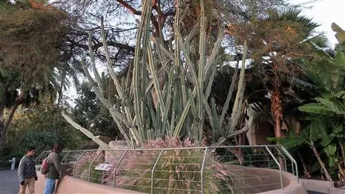 Cereus repandus, ранее называвшийся Cereus peruvianus