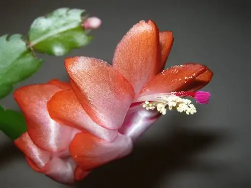 Рождественский кактус с оранжевыми цветами, неприхотливое растение