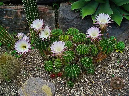 Echinopsis oxygona - небольшой, но быстрорастущий кактус.
