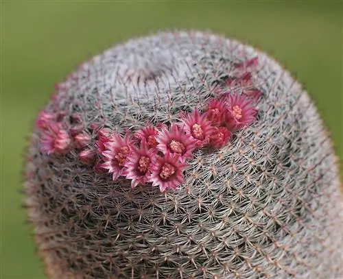 Кактус Mammillaria pseudoperbella, быстрорастущее растение.