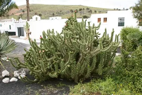 Austrocylindropuntia - относительно крупные кактусы, которые быстро растут.