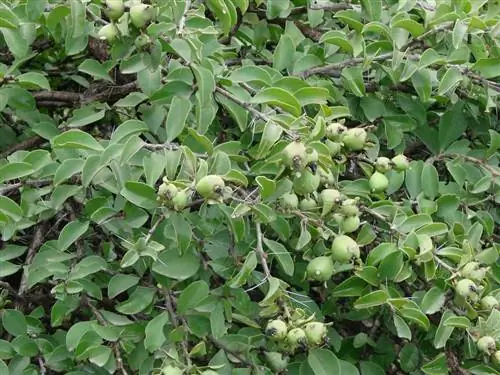 Pereskia aculeata, розовый кактус, один из самых быстрорастущих кактусов,