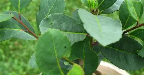 листья Ilex paraguariensis или дерева мате