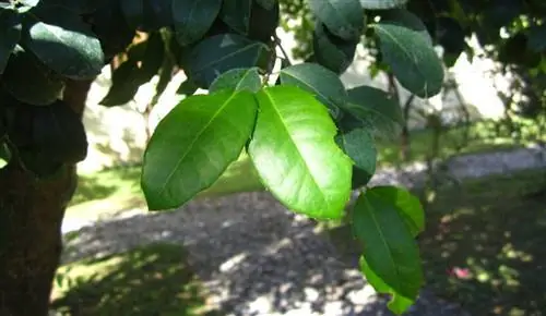 Йерба Мате (Ilex paraguariensis)