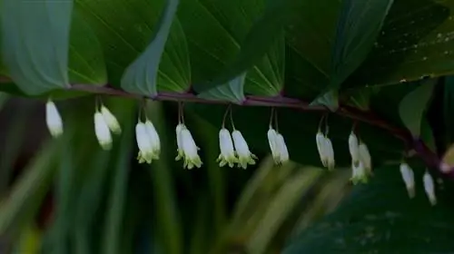 ветвь, полная белых цветов под названием Polygonatum odoratum ветвь, полная белых цветов под названием Polygonatum odoratum