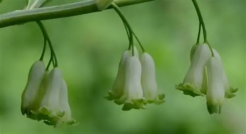 белые цветки колокольчатой формы белые цветки колокольчатой формы