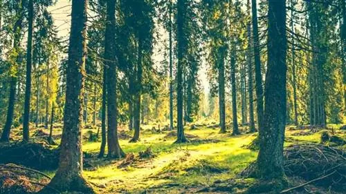 лесопользование