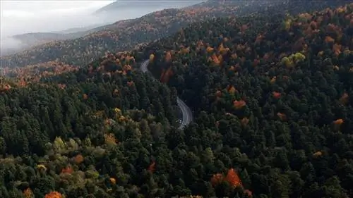 вырубка на дрова