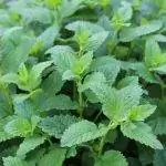 Трава - сосудистое растение с зелеными стеблями.