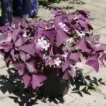 Клевер пурпурный - травянистое растение.