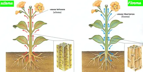 Ксилема и флоэма, две основные части растений