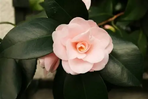 Советы по уходу за камелией в горшке