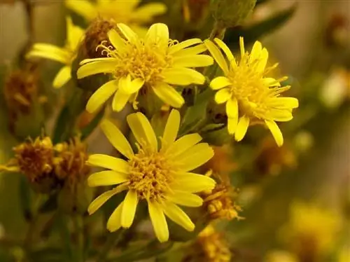 желтый цветок, похожий на ромашку