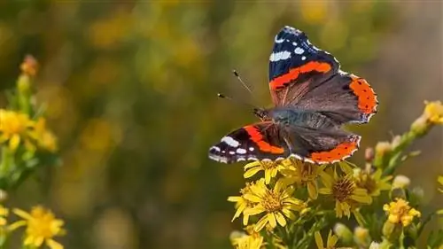 бабочка села на желтые цветы
